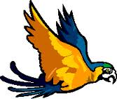 Poly the Parrot